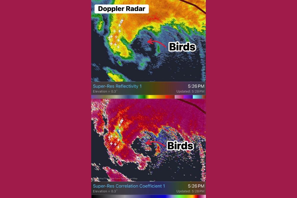 Birds Trapped in the Eye of Hurricane Isaias Show Up on Doppler Radar as Hurricane Hunters Spot a White Egret Flying at 9,400 Feet