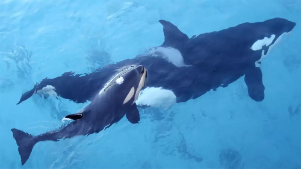 Man Leaps From Unlicensed Boat and Swims Straight Toward Wild Orcas Off San Diego as Marine Biologist Reports Him to Federal Officials