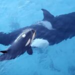 Man Leaps From Unlicensed Boat and Swims Straight Toward Wild Orcas Off San Diego as Marine Biologist Reports Him to Federal Officials