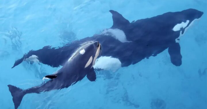 Man Leaps From Unlicensed Boat and Swims Straight Toward Wild Orcas Off San Diego as Marine Biologist Reports Him to Federal Officials
