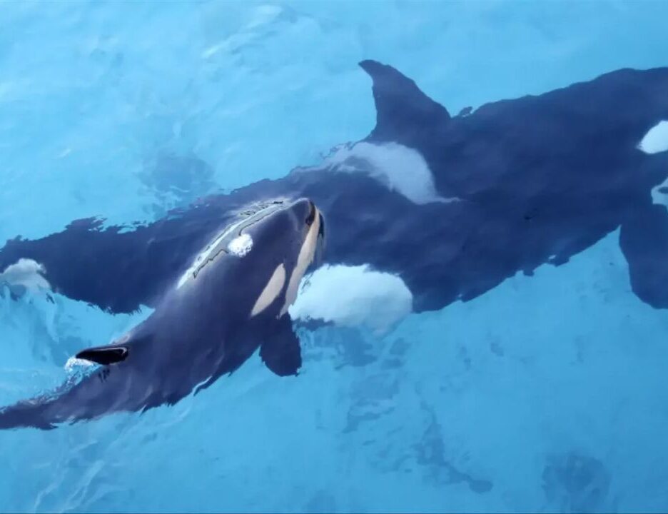Man Leaps From Unlicensed Boat and Swims Straight Toward Wild Orcas Off San Diego as Marine Biologist Reports Him to Federal Officials