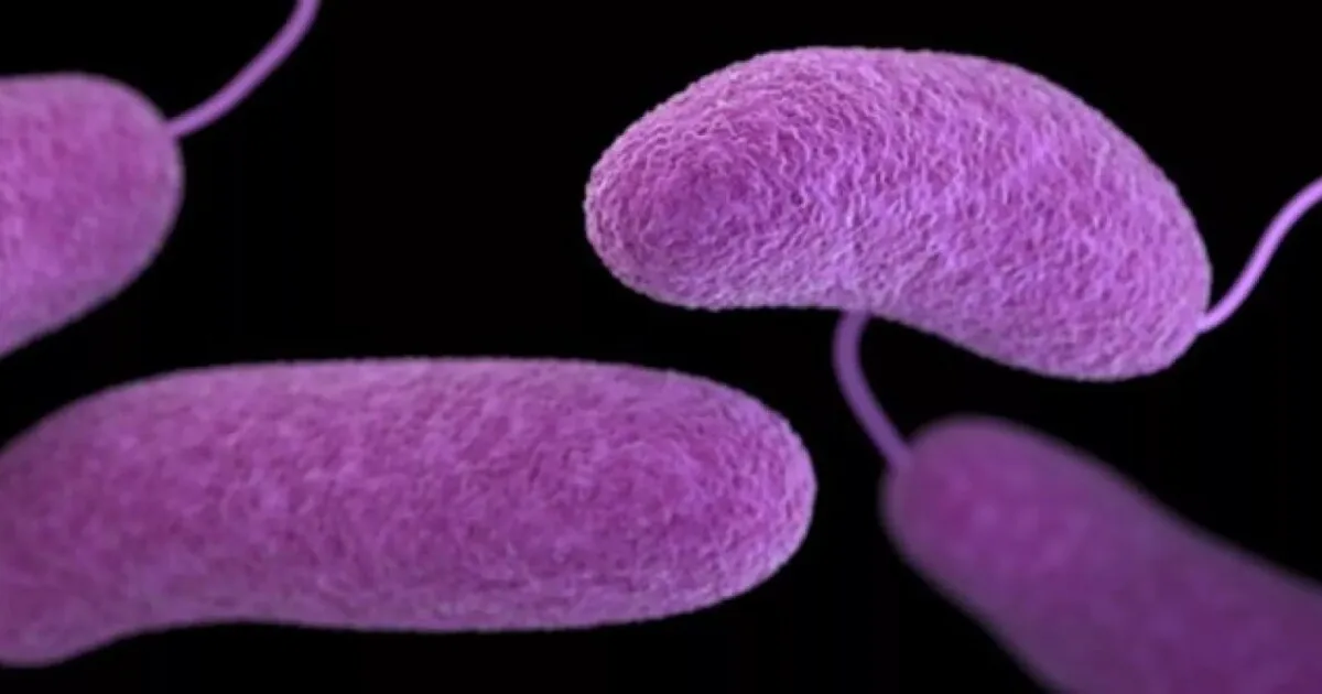 Florida health officials warning about Vibrio vulnificus risks near warm coastal waters